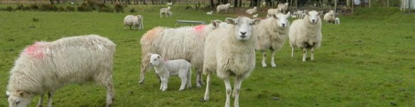 cropped-margarita-personal-292